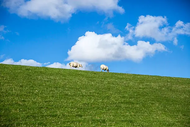 Dutch landscape with view a dam with green grass and a sheep with blue sky and white clouds background, Wierum, Friesland, The Netherlands