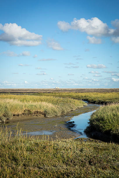 istock Wddenzee Maritime landscape, heathland, blue sky and cloud 497121746