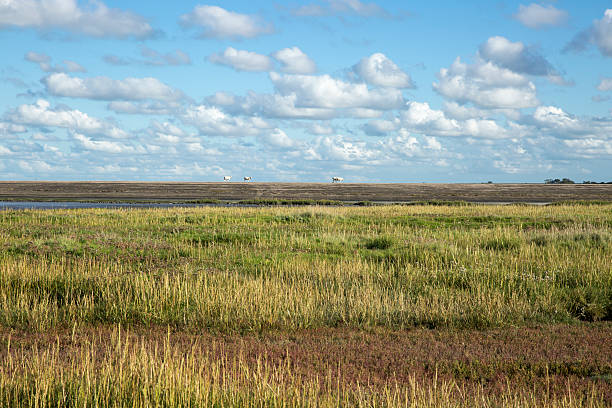 Wddenzee Maritime landscape, heathland, blue sky and cloud