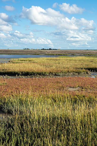 istock Wddenzee Maritime landscape, heathland, blue sky and cloud 497121982