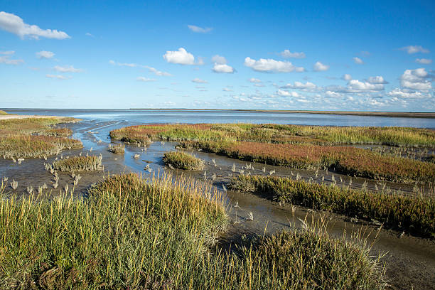 istock Wddenzee Maritime landscape, heathland, blue sky and cloud 497122156