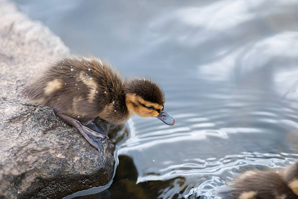 istock Duckling standing on a rock near the pond 497122194