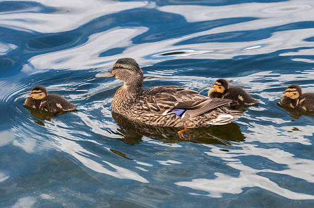 A mallard hen (duck) is swimming peacefully in the blue water of a pond (or a small lake) together with her ducklings. The image was captured in Bergen, Norway in July.