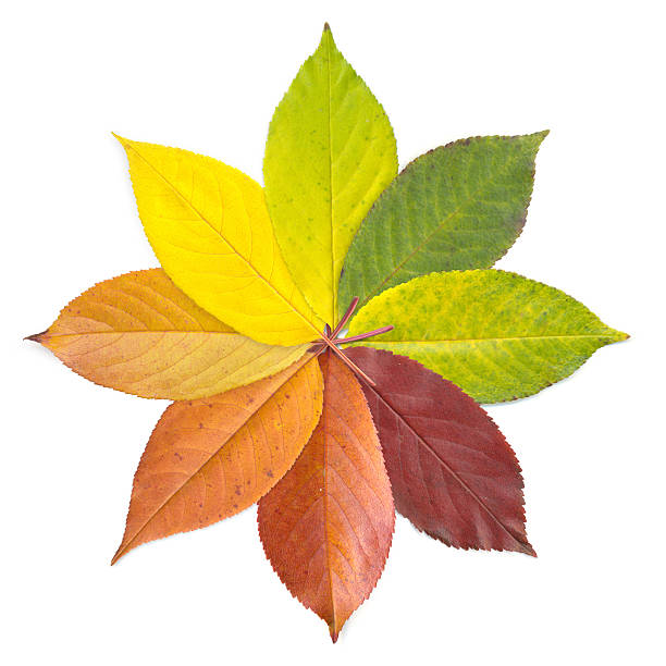 farben des herbstes - leaves changing stock-fotos und bilder