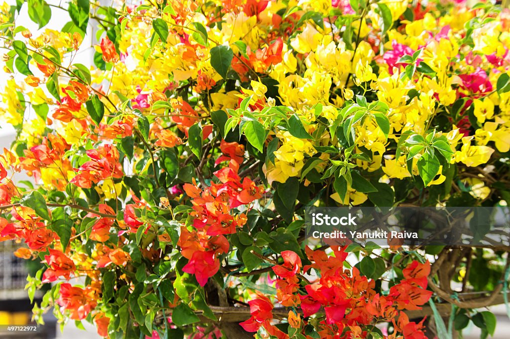 mix clolor race of bougaivillea flower mix clolor race of bougaivillea flower in summer day 2015 Stock Photo