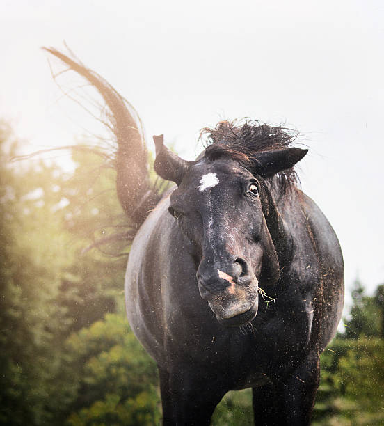 black horse milk-shakes et ont drôle visage, portrait, gros plan - horse animal head laughing animal photos et images de collection