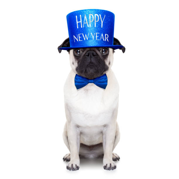 istock happy new year dog 497124138