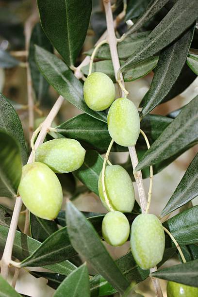 istock Big green olives on the tree 497125742