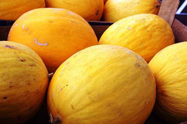istock Fresh honeydew melons Yellow Canary 497125814