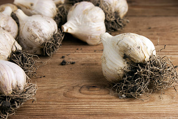 istock Garlic on wooden background 497126311
