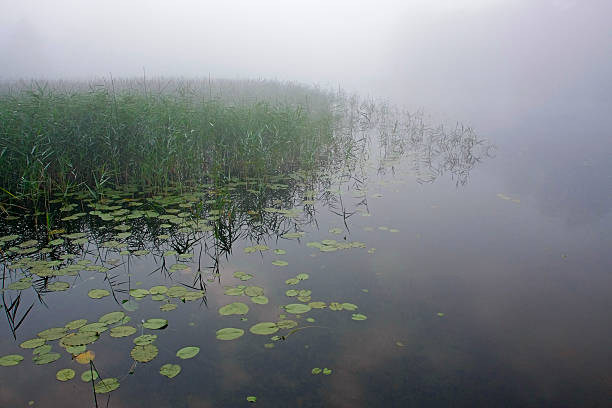 istock Thick fog creates mystery over tranquil remote lake 497126673