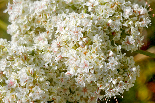 Close up of flowers California buckwheat, Eriogonum fasciculatum, in summer. California.
