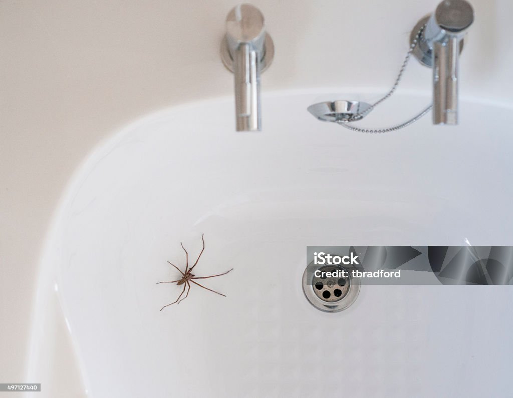 Maison araignée géant dans la salle de bains - Photo de Araignée libre de droits