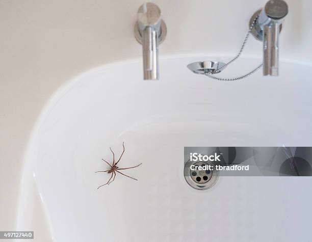 Photo libre de droit de Maison Araignée Géant Dans La Salle De Bains banque d'images et plus d'images libres de droit de Araignée - Araignée, Araignée de maison, Insecte