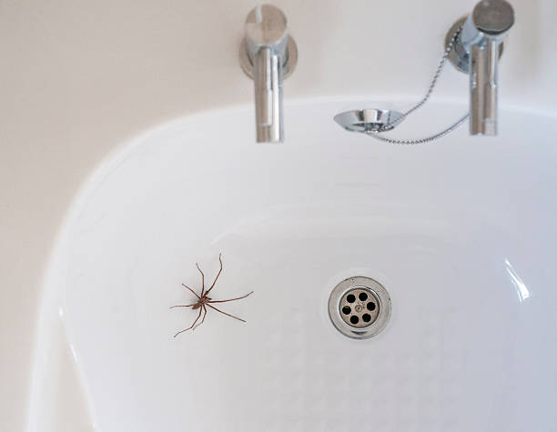 istock Giant House Spider In A Bathroom 497127440