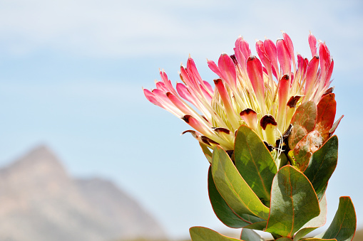Single Protea Flower, Closeup 