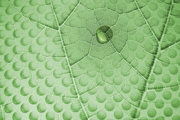 istock Water Drop on Leaf with Glass Holes 497127809