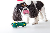 Christmas Cavalier King Charles Spaniel Licking Her Chops