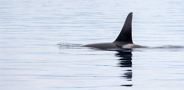 Killer Whale in Misty Bay Killer Whale (Orca) killer whale photos stock pictures, royalty-free photos & images