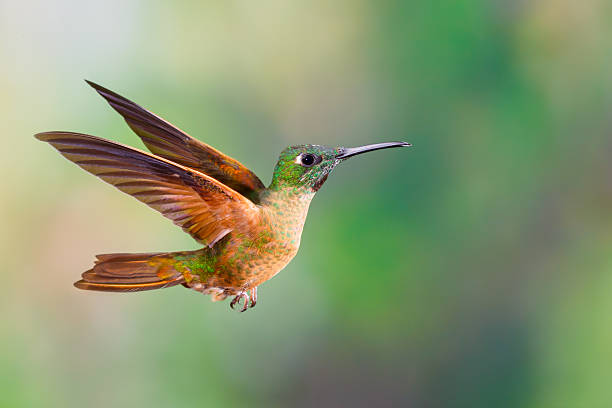 istock Hummingbird , Fawn-breasted Brilliant 497129056