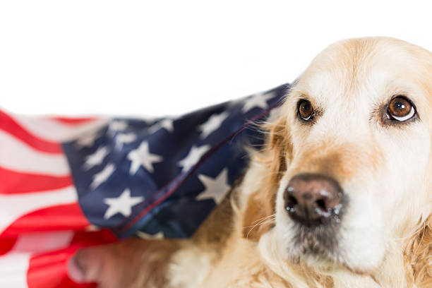 istock Dog with its American flag 497129121