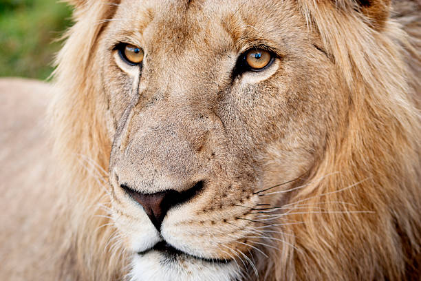 istock Male Lion Closeup 497130065