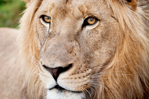 Portrait of Male Lion, Closeup