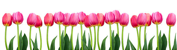 istock Group of pink tulips. 497130333