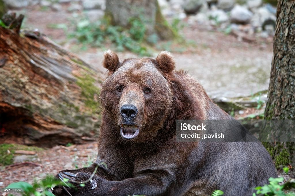 Grizzle Brown Bear Eating and Sitting Grizzle Brown Bear licking his lips Animal Stock Photo