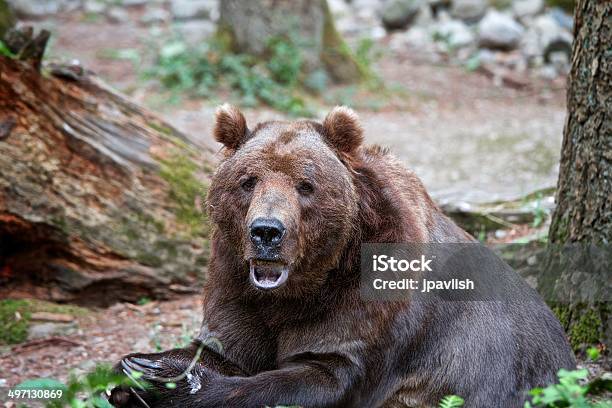 Grizzle Brown Bear Eating And Sitting Stock Photo - Download Image Now - Animal, Animal Hair, Animal Wildlife