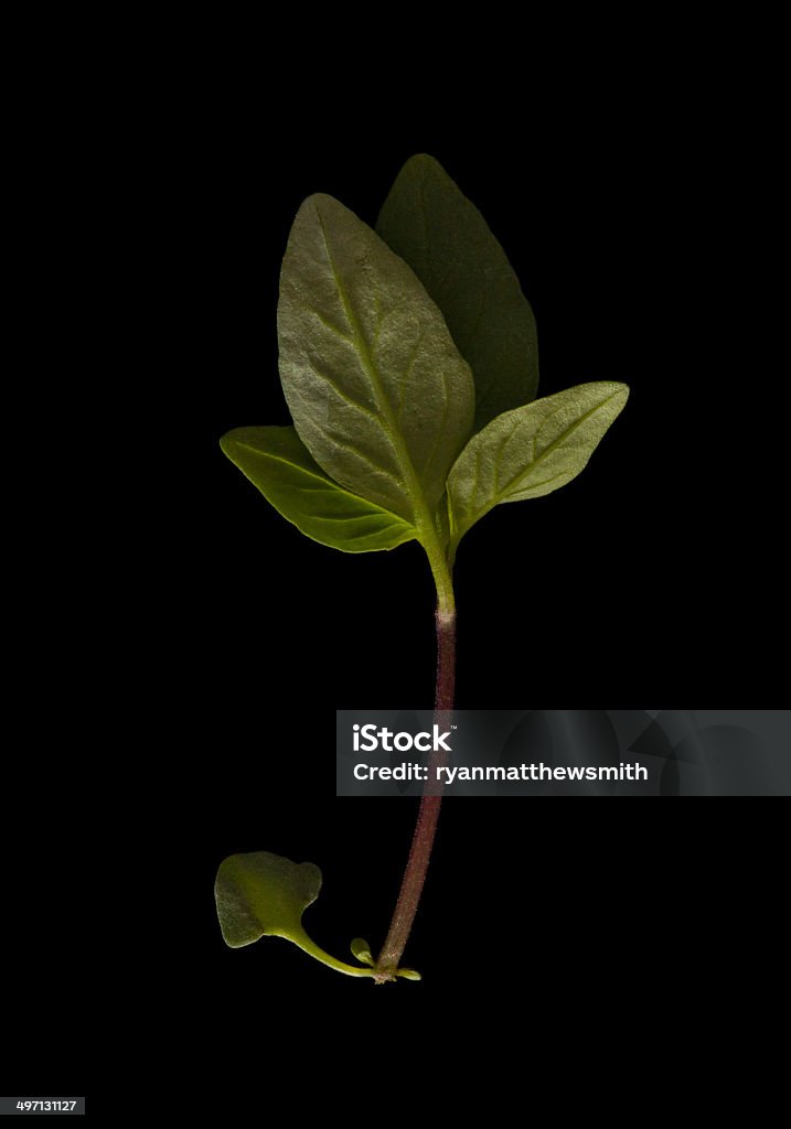 Micro Thai Basil on black background Microgreen version of thai basil (ocimum basilicum) isolated on a black background Anise Stock Photo