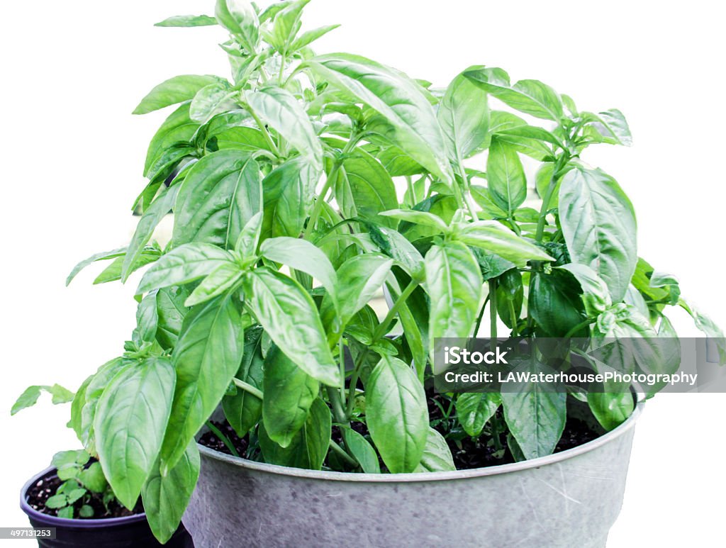 Bountiful Basil Spring to Summer affords us the opportunity to grow, nurture and cultivate fragrant herbs. Basil Stock Photo