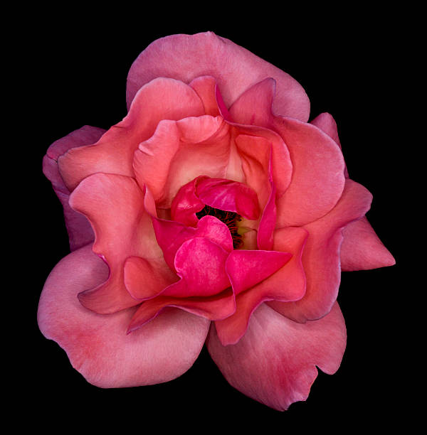 istock Rose flower isolated on black background 497131350
