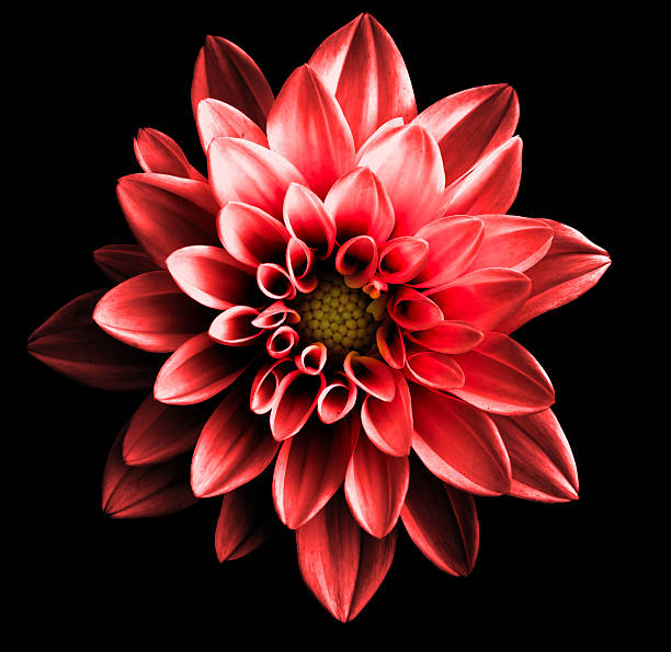 istock Surreal dark chrome red flower dahlia macro isolated on black 497131358