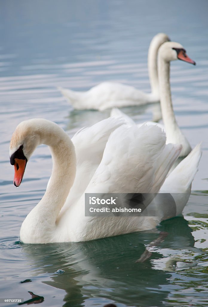 Cisnes - Foto de stock de Agua libre de derechos