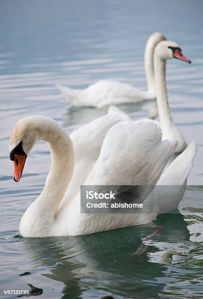 Cisnes Foto de stock y más banco de imágenes de Agua - Agua, Aire libre, Ala de animal