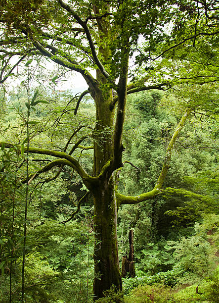 arbre contre un fond de forêt verdoyante - glade forest oak tree tree photos et images de collection