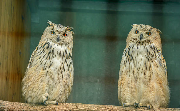 Owls dans une cage - Photo