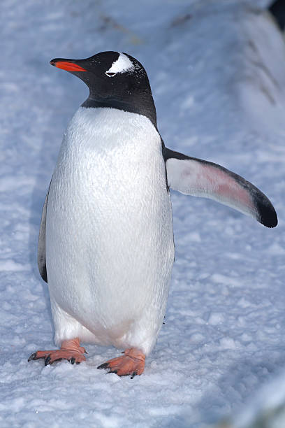 istock Gentoo penguin standing in the snow 497133267