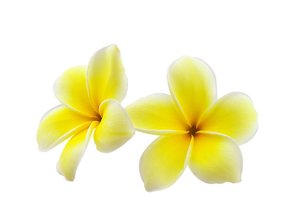 istock Frangipani flower isolated on white background 497133331