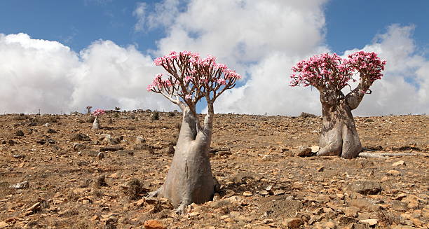 istock Bottle tree - endemic of Socotra Island 497133575
