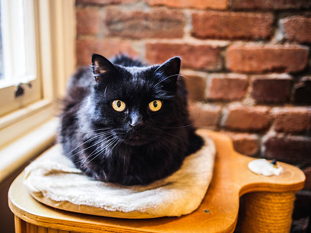 Black cat stock photo