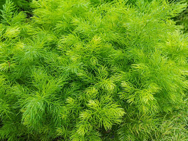 Best Ayurvedic sex Medicine