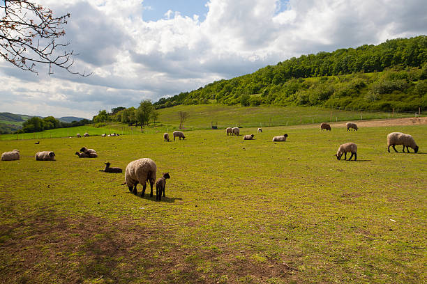 istock The herd of sheep on spring meadow 497141791
