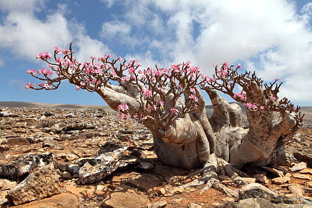 istock Bottle tree - endemic of Socotra Island 497142489