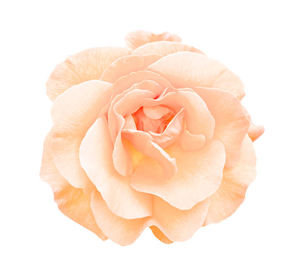 istock Orange rose flower macro on green grass background 497142640