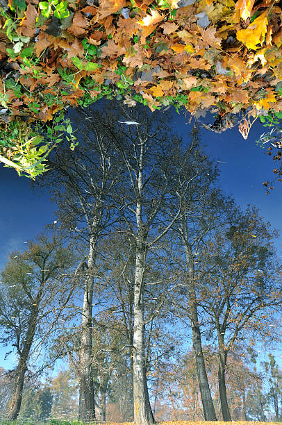 istock Reflection in the lake autumn trees. 497142912
