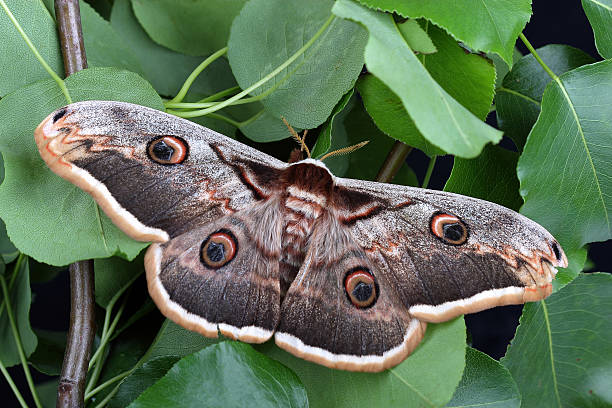 pavão gigante saturnia pavonia (pyri) - saturn moth imagens e fotografias de stock