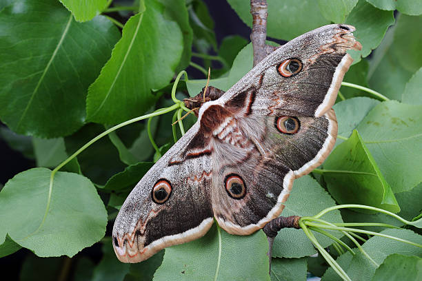 mulher de pavão gigante pyri saturnia pavonia () - saturn moth imagens e fotografias de stock