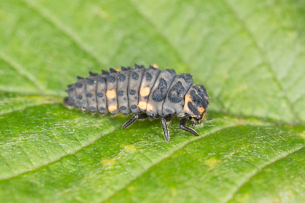 istock Seven spot ladybug, Coccinella septempunctata larva on leaf 497143496